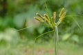 a hairy tubular flower grass with green color, slender leaves Royalty Free Stock Photo