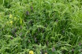 Hairy vetch flowers