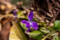 Hairy violet flower in the forest