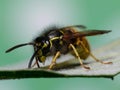 Hairy wasp Royalty Free Stock Photo