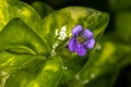 Hairy Water Hyssop Royalty Free Stock Photo