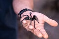 Hairy wild black tarantula crawling on the palm of a man& x27;s hand