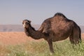 Hairy wild dromedary in the green Moroccan desert