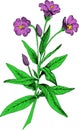 Hairy willow herb, colored illustration