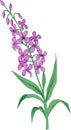 Hairy willow herb, colored illustration 2