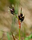 Hairy wood-rush Luzula pilosa