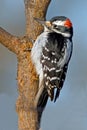 Hairy Woodpecker