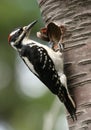 Hairy Woodpecker Royalty Free Stock Photo