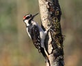 Hairy woodpecker Royalty Free Stock Photo