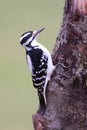 Hairy Woodpecker