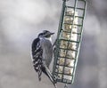 Hairy Woodpecker at Feeder Royalty Free Stock Photo