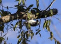 Downy Woodpecker bird hammering branch, Georgia USA Royalty Free Stock Photo