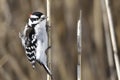 hairy woodpecker with black wings spotted white and a red crest, longueuil quebec