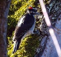 Hairy woodpecker contemplating on a moss-covered tree