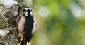 Hairy Woodpecker - Leuconotopicus villosus, living in the Bahamas, Canada, Costa Rica, Guatemala, Honduras, Mexico, Nicaragua, P