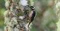 Hairy Woodpecker - Leuconotopicus villosus, living in the Bahamas, Canada, Costa Rica, Guatemala, Honduras, Mexico, Nicaragua, P