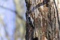 The hairy woodpecker (Leuconotopicus villosus).