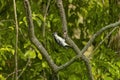 The hairy woodpecker (Leuconotopicus villosus).