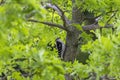 The hairy woodpecker Leuconotopicus villosus