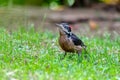 Hairy woodpecker, Leuconotopicus villosus, San Gerardo Costa Rica