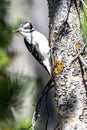 Hairy Woodpecker Leuconotopicus villosus