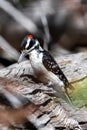 Hairy Woodpecker Leuconotopicus villosus