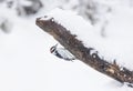 Hairy woodpecker male isolated against a white background perched on a branch in winter in Ottawa, Canada Royalty Free Stock Photo