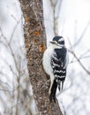 A Hairy woodpecker male perched on a branch in autumn in Ottawa, Canada Royalty Free Stock Photo