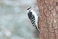 Hairy Woodpecker male perching on a tree trunk in winter