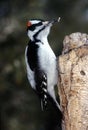 Hairy Woodpecker male (Picoides villosus)