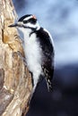 Hairy Woodpecker male ( Picoides villosus) Royalty Free Stock Photo