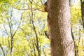 A hairy woodpecker perched on a tree trunk and foraging for instect prey