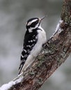 Hairy Woodpecker Perching on a Winter Day Royalty Free Stock Photo