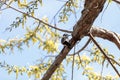 Hairy woodpecker Picoides villosus Royalty Free Stock Photo