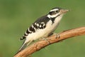 Hairy Woodpecker (Picoides villosus) Royalty Free Stock Photo