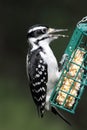 Hairy Woodpecker (Picoides villosus) Royalty Free Stock Photo