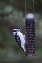 Hairy Woodpecker (Picoides villosus)