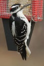 Hairy Woodpecker Picoides villosus Royalty Free Stock Photo