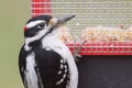 Hairy Woodpecker Picoides villosus Royalty Free Stock Photo