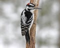 Hairy Woodpecker in Winter Royalty Free Stock Photo