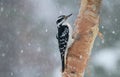 Hairy Woodpecker in Winter Storm Eating Bark Butter Royalty Free Stock Photo