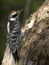 Hairy woodpecker wood