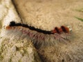 Hairy Worm. Royalty Free Stock Photo