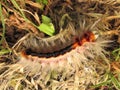 Hairy Worm. Royalty Free Stock Photo