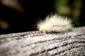 Hairy worm crawling on the log Royalty Free Stock Photo