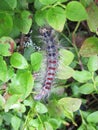 Hairy worm on leaves Royalty Free Stock Photo