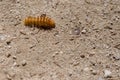 hairy worm walking in the sand Royalty Free Stock Photo