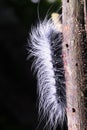 A hairy worm walking up on the old bark tree Royalty Free Stock Photo
