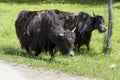 Hairy Domestic Yaks