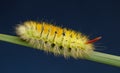 Hairy yellow caterpillar on grass